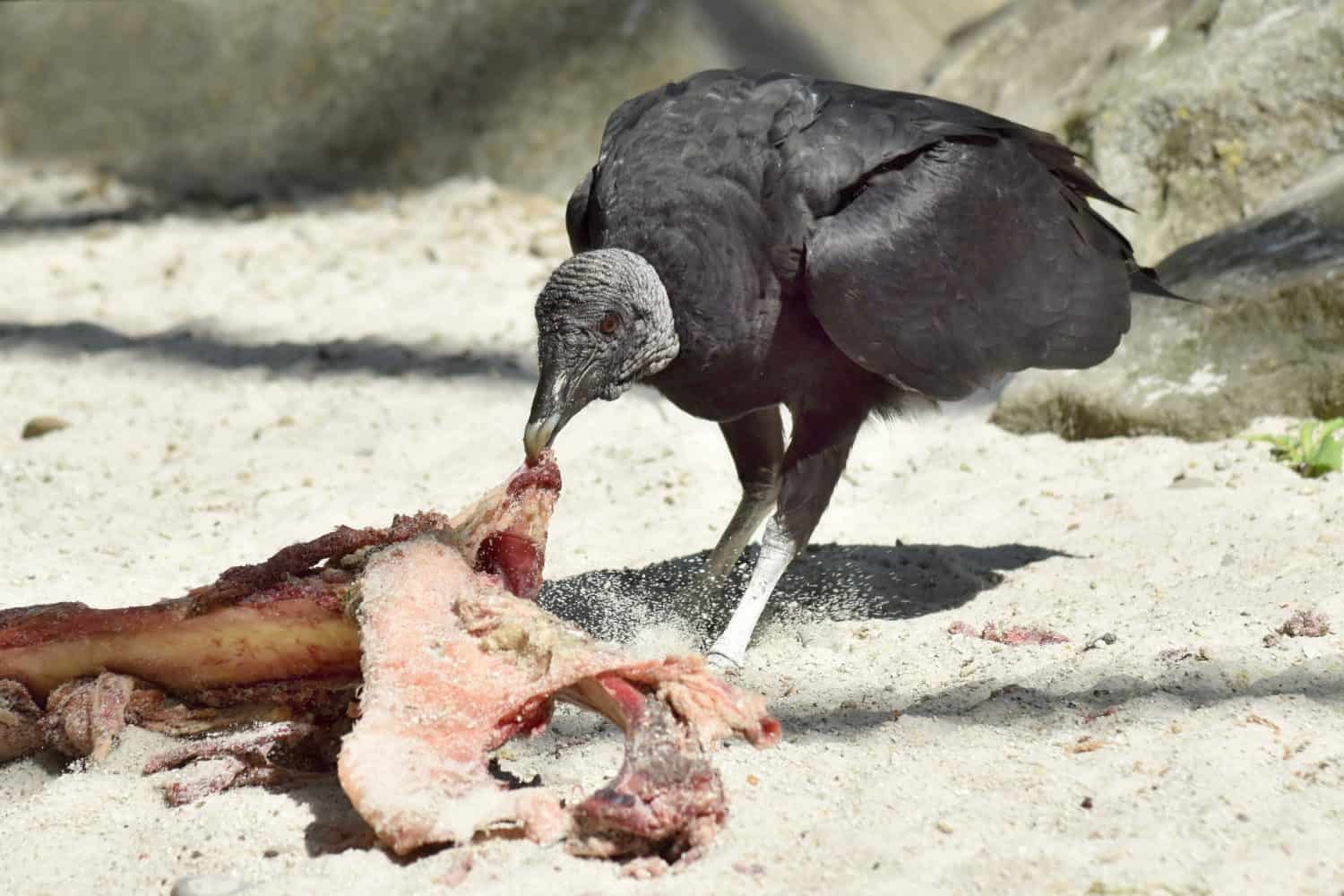 Black Vulture(Coragyps atratus) with a meat