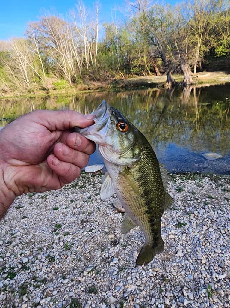 Guadalupe River fishing for Bass