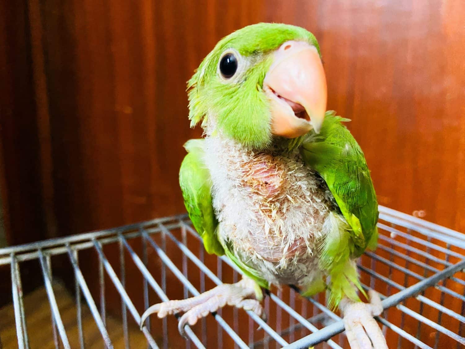 A young green parrot with most body feathers missing&mdash;fragile yet resilient, showing raw vulnerability and the will to thrive.