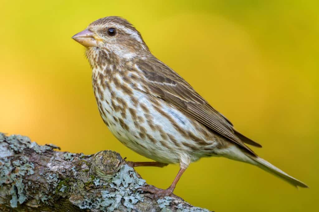 Close-up of female Purple Finch bird perched on tree branch with soft orange yellow background