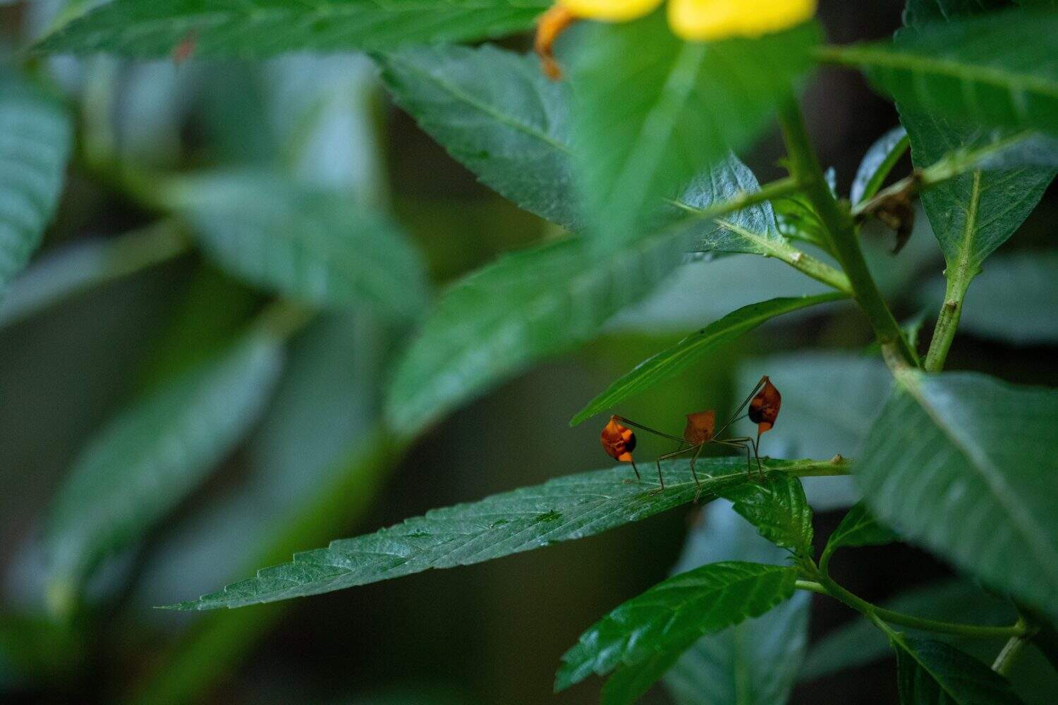 A close-up shot of an Anisoscelis alipes on a leaf