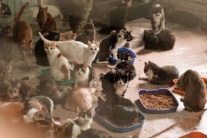 Many Cats in an Animal Shelter or Rescue Home