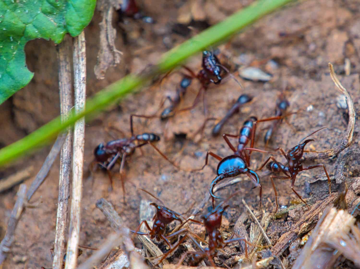 Army of ants on the forest floor