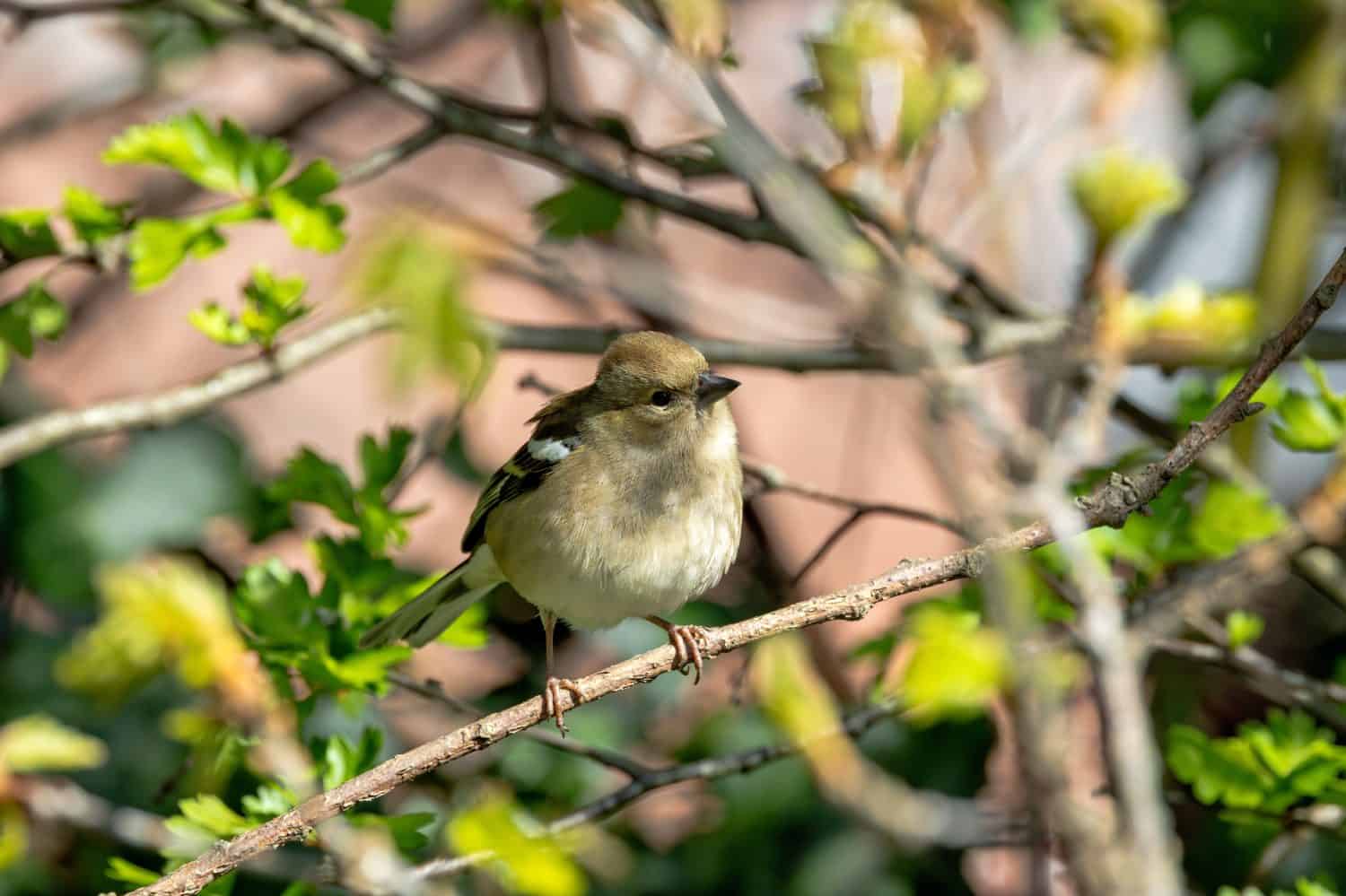 The female Chaffinch is a common finch with a greyish-brown back and a pale underbelly. They mainly eat seeds, buds and insects. This photograph was taken in Phoenix Park, Dublin.