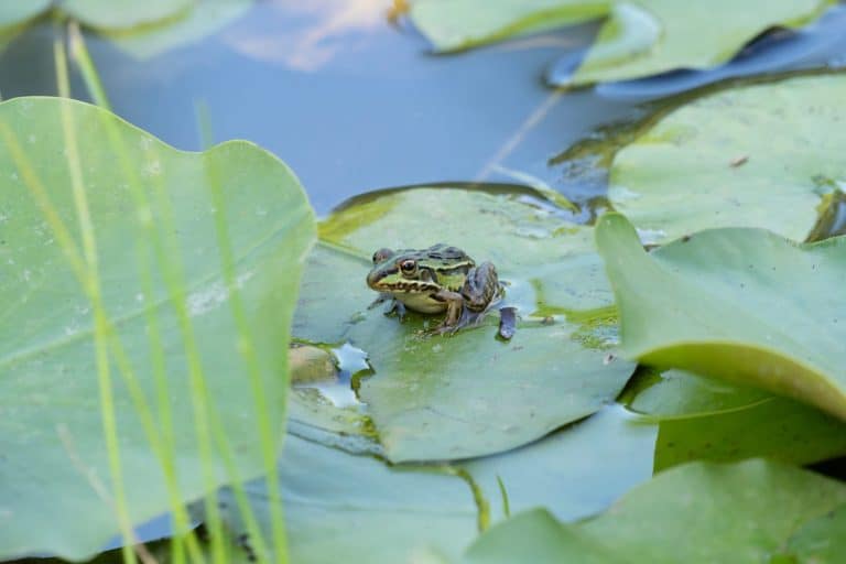 A black-spotted pond frog (Pelophylax nigromaculatus (Rana nigromaculata) on a leaf in the pond.