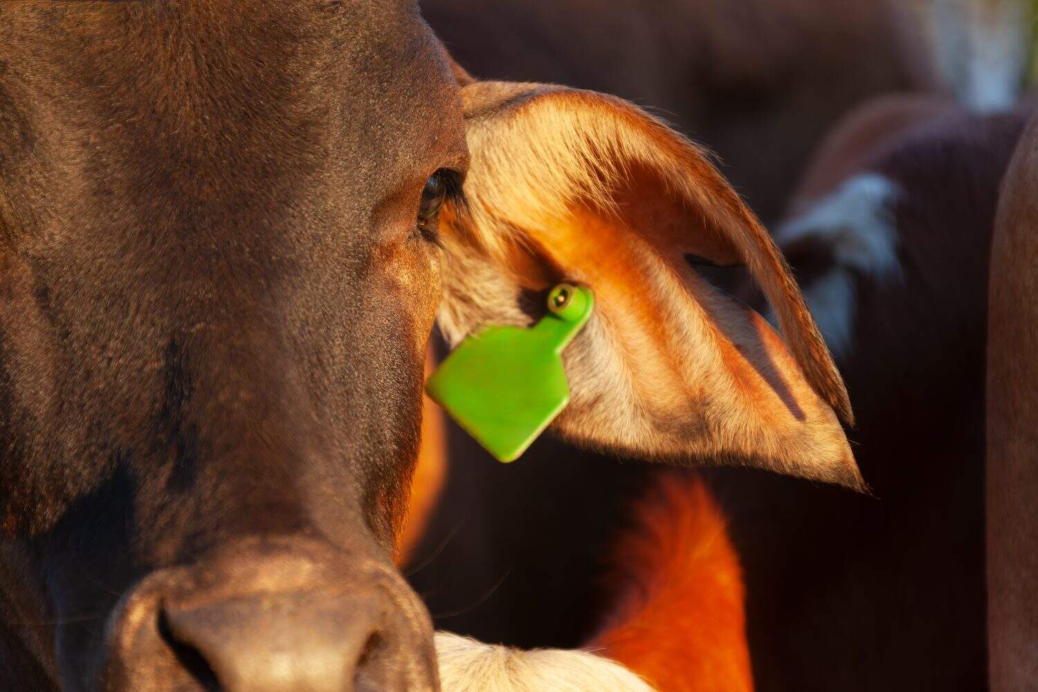 cows close up head with tracking ear tag ,beef industry live export trade, Botswana livestock