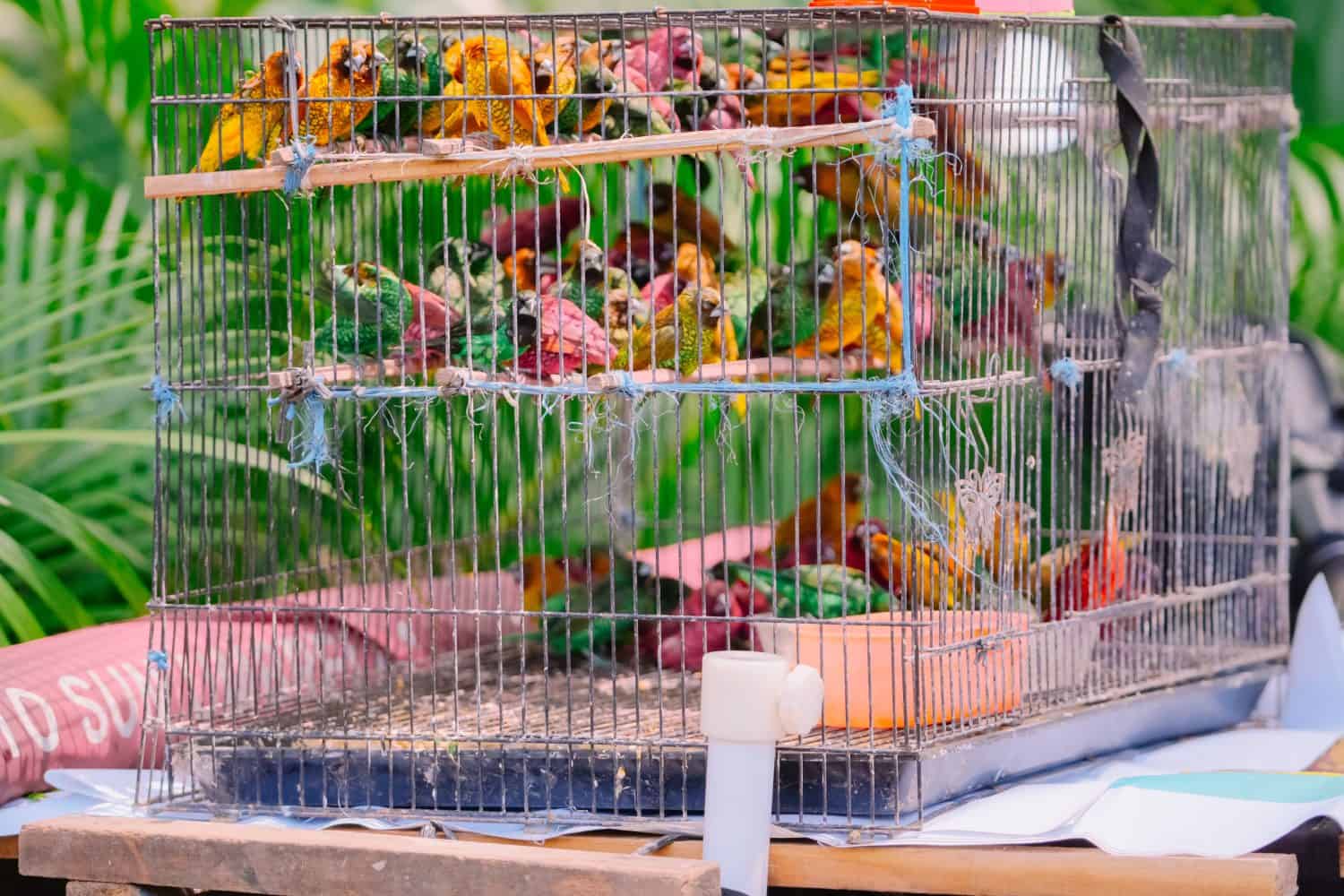 Close-up shot of a small, crowded metal cage filled with various colorful birds, highlighting issues of animal welfare, wildlife trade, and the pet industry.