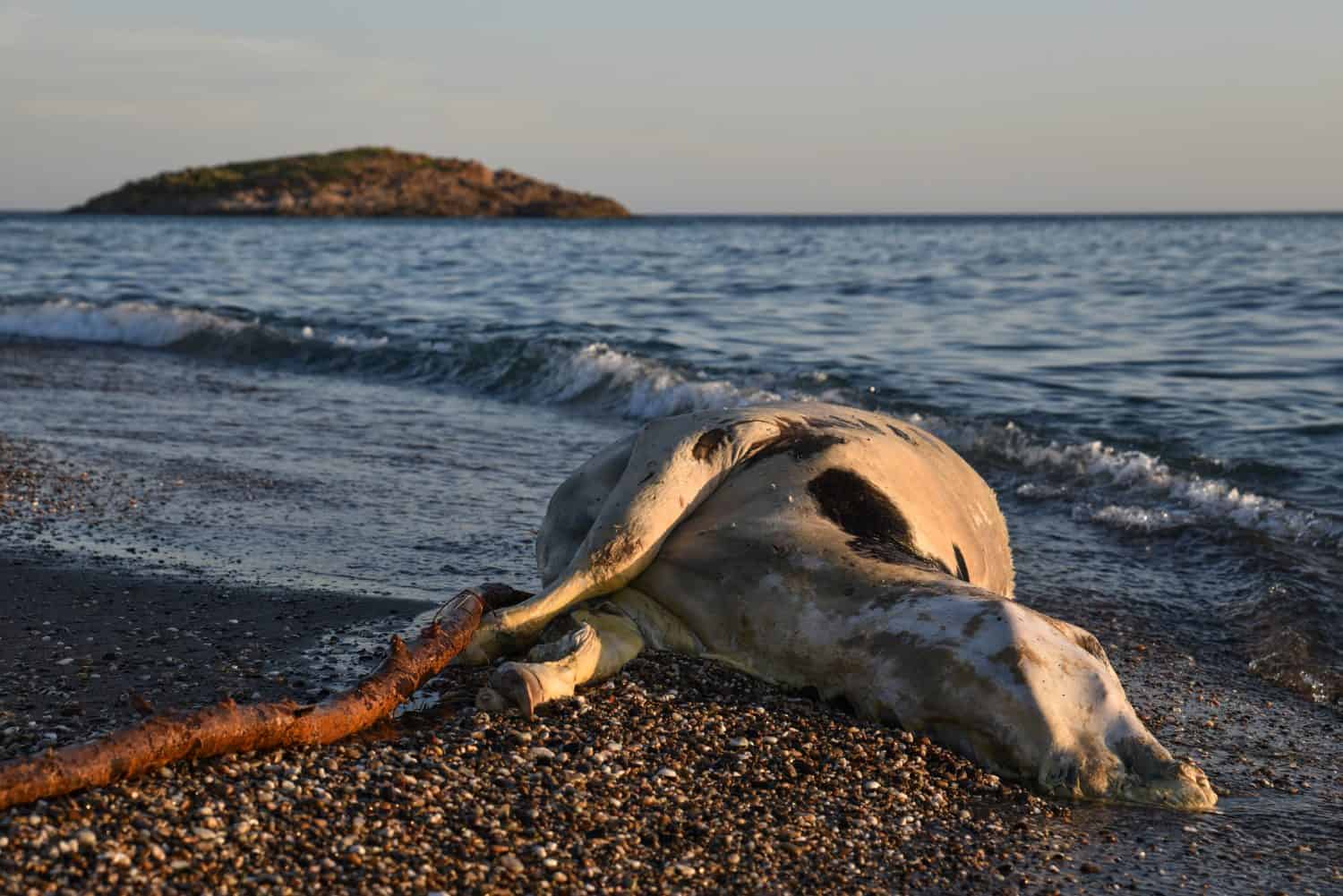 Wild animals drowned in the sea, a dead cow on the sandy beach, a cow killed on the Mediterranean coast, Jijel, Algeria, North Africa, A dead cow on the beach, the death of a cow in Mediterranean sea.