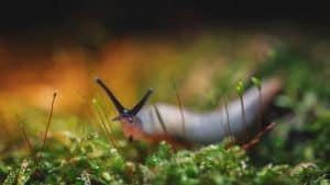Close-up of a slug crawling through vibrant green moss illuminated by soft morning light. Peaceful macro photo symbolizing calmness and nature’s slow rhythm.