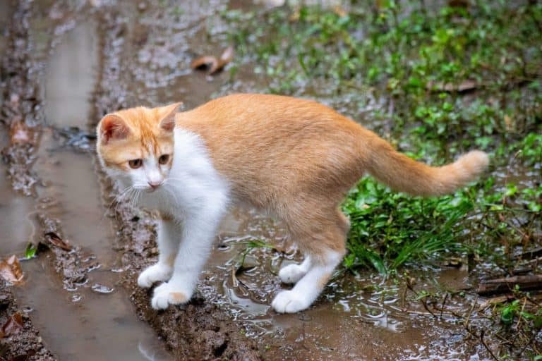 A pet orange cat is choosing a dry path on the muddy ground after rain.