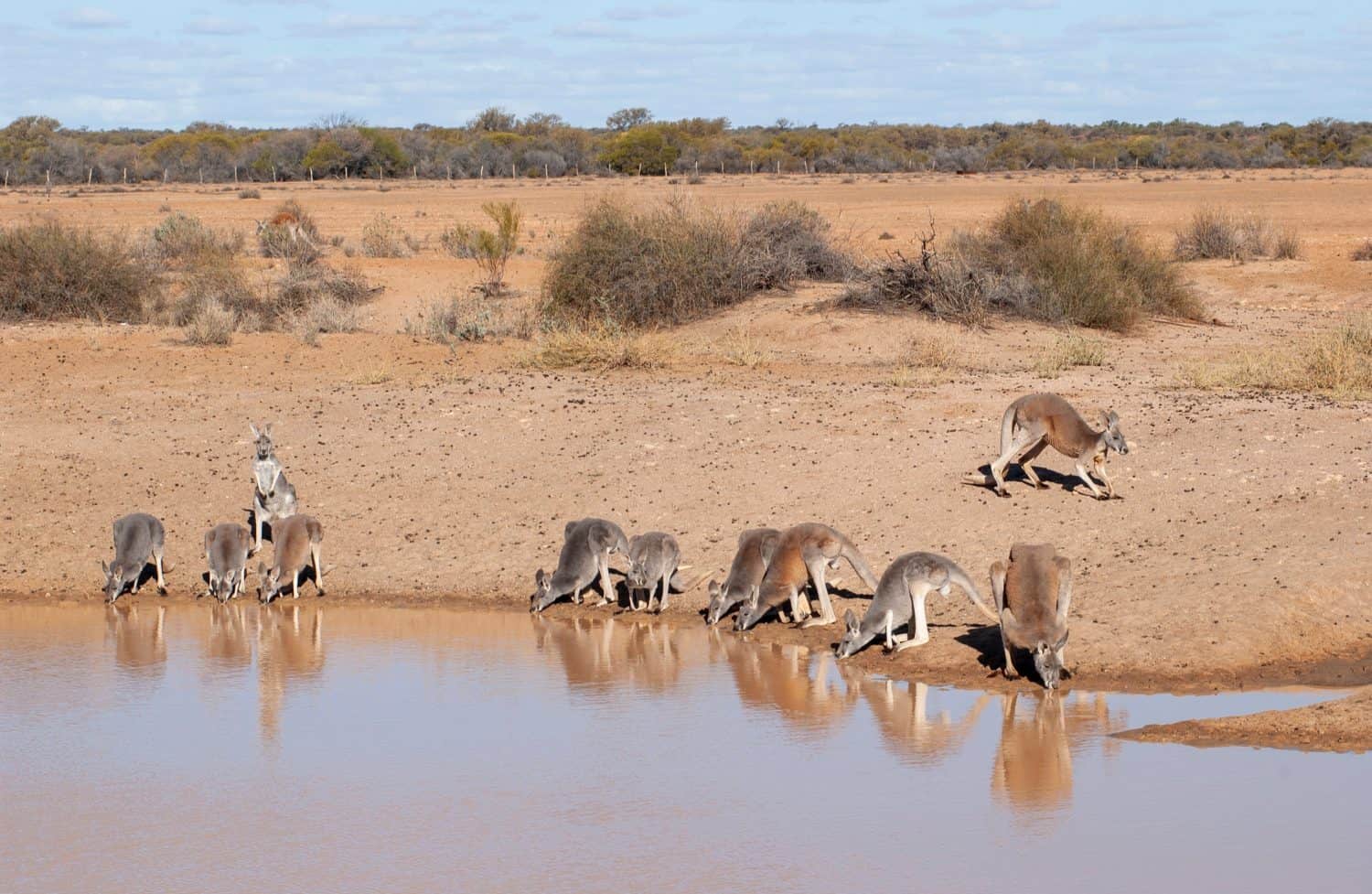 kangaroos drinking at a water hole in Sturt National Park NSW Australia