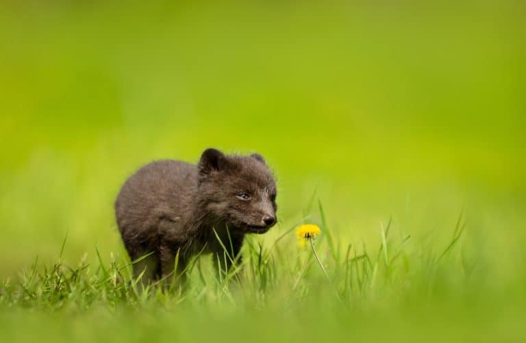 A blue morph Arctic fox (Vulpes lagopus) cub stands in green grass beside a yellow flower in the Hornstrandir Nature Reserve, Iceland.