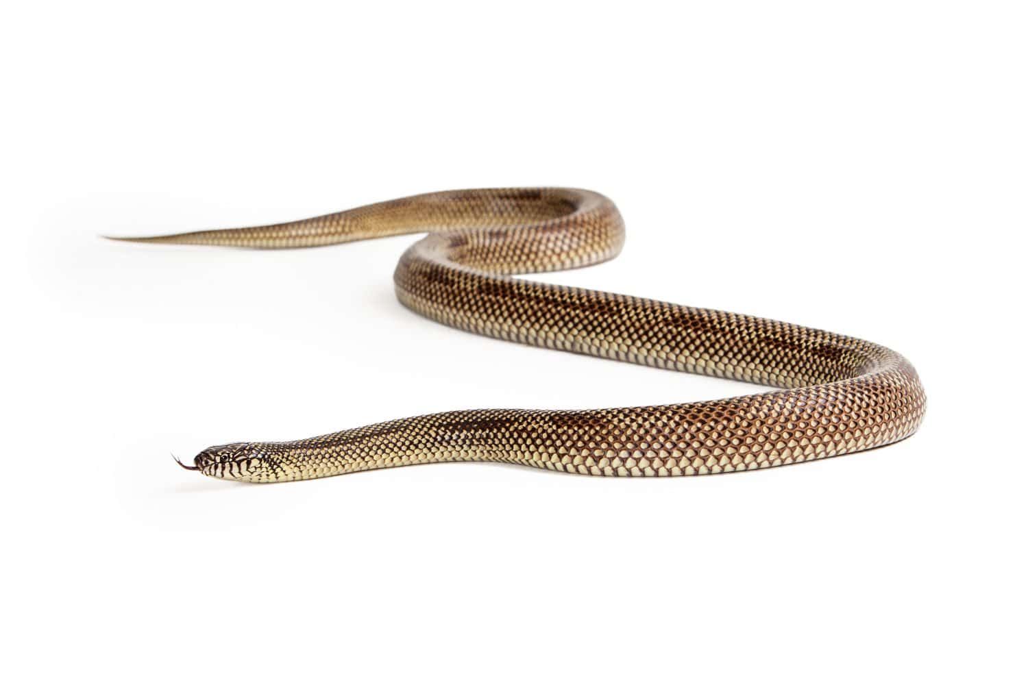 Lampropeltis getula meansi, commonly known as Apalachicola Kingsnake, usually found in the Florida panhandle
