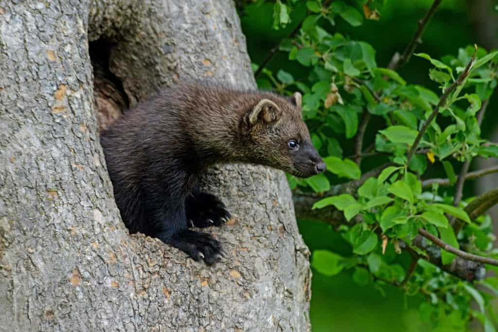 Close up Fisher sticking his head out of a den tree.