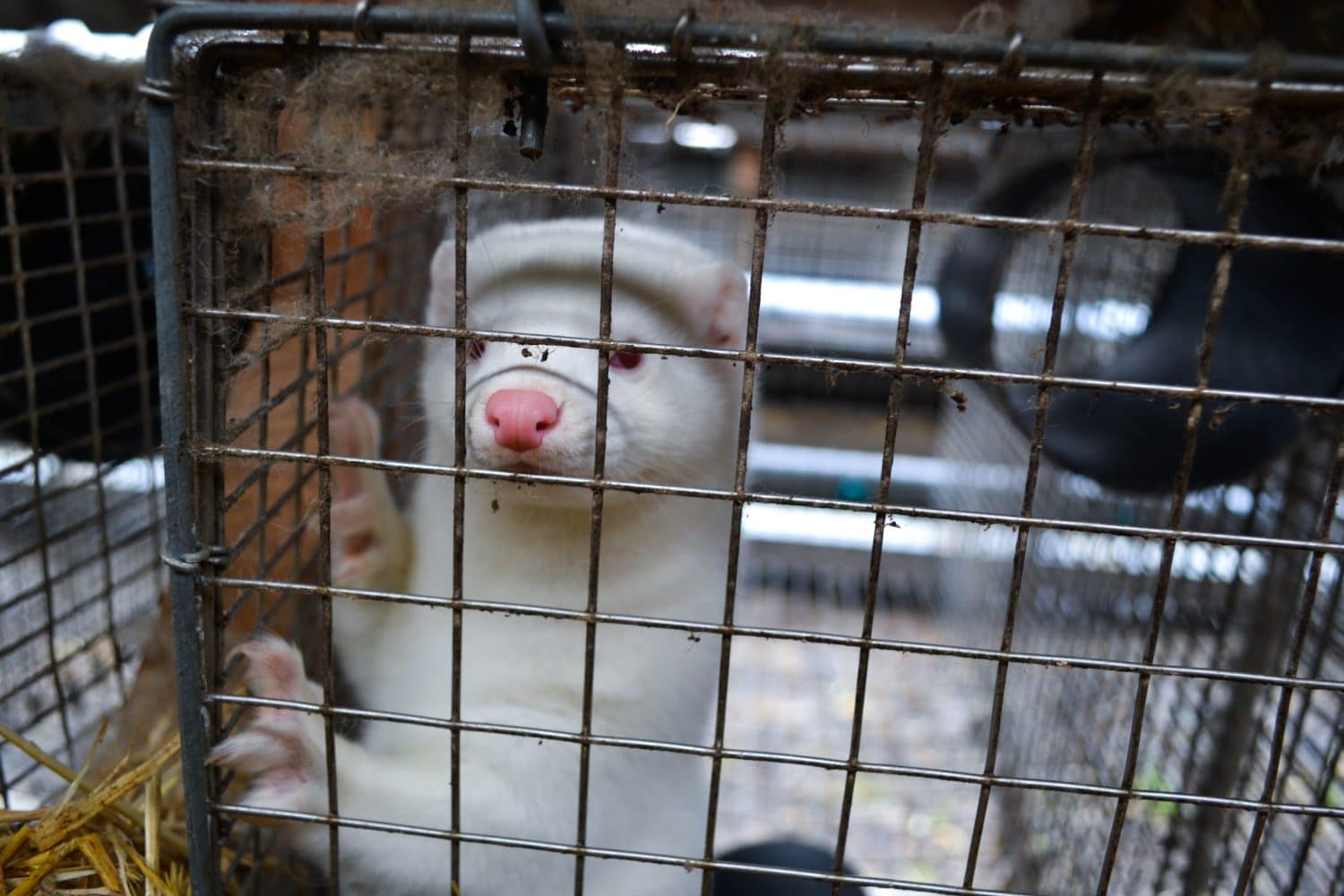 Farmed American Mink
