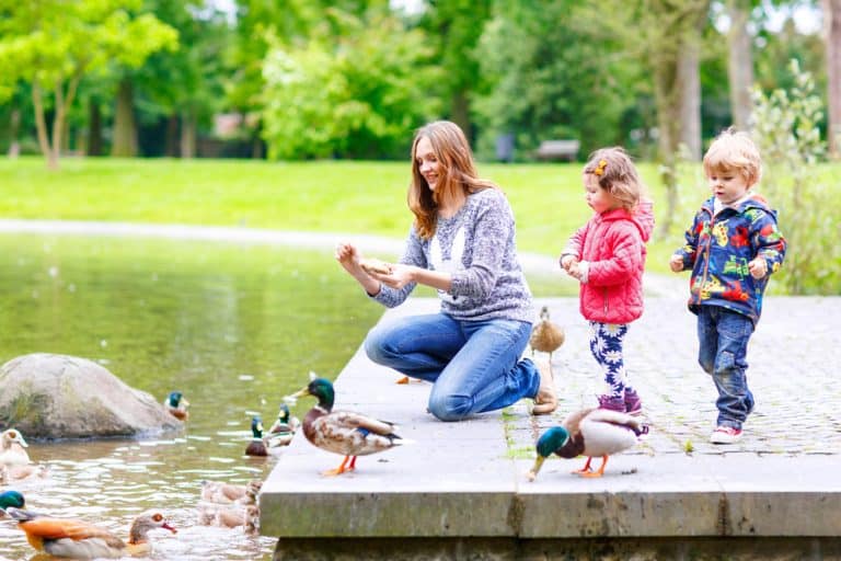 Mother and her children feeding ducks in summer park, adorable kid boy and girl, siblings having fun together
