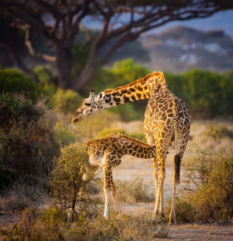 Giraffe mother feeds her calf in Kilimanjaro, Africa