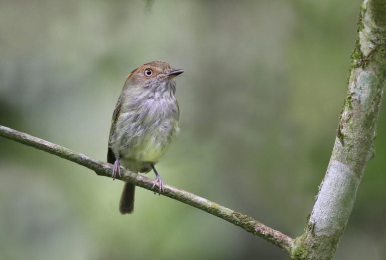 Scale-Crested Pygmy Tyrant