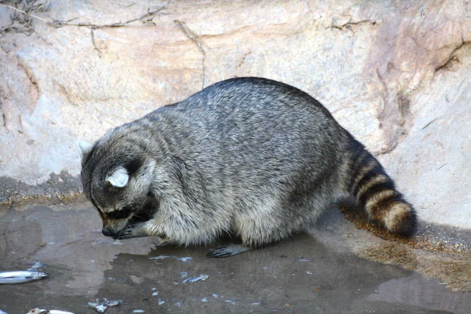 Raccoon feeding