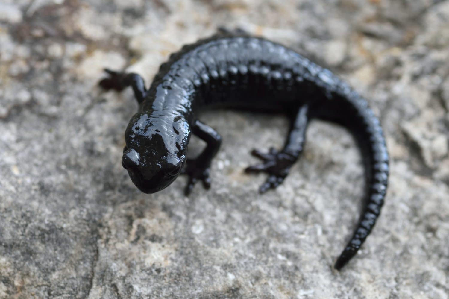 Pasubio alpine salamander (Salamandra atra pasubiensis). The rarest and more localized subspecies of Salamandra atra. Extremely rare.  young specimen.