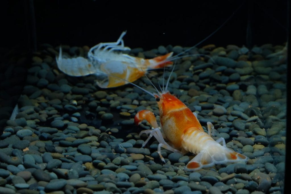 Molt Crayfish