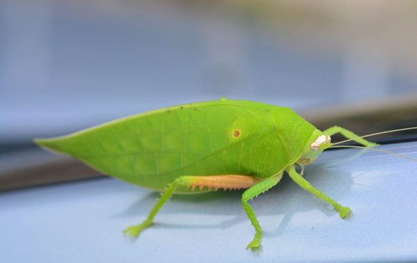 The Insect That Sounds Like a Songbird - A-Z Animals