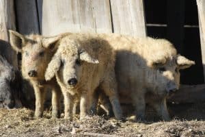 Tale of the Three Little Pigs, Mangalica a Hungarian breed of domestic pig