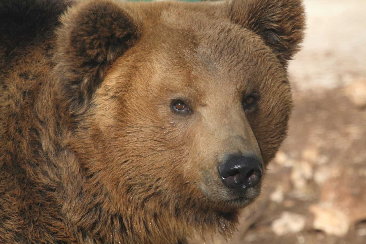 Marsicano brown bear