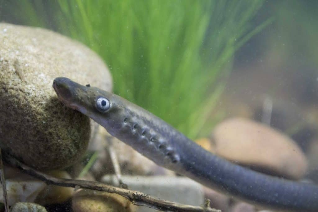 brook lamprey
