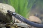 Lamprey
