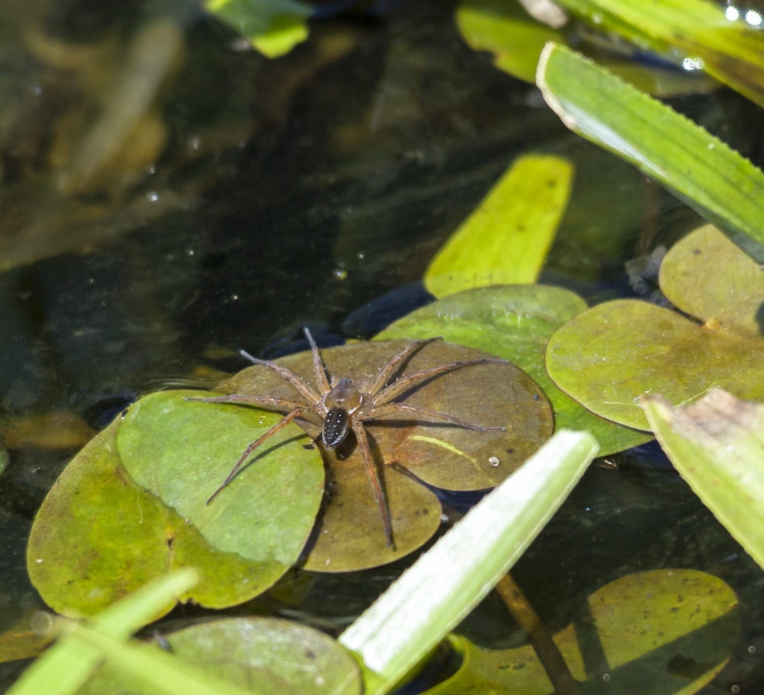 Great raft spider on a waterlily pad, hunting