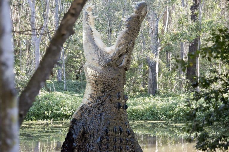 the salt water crocodile is jumping out of water