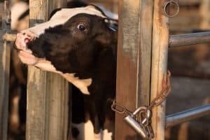 Sad cow. Black and white cow with a tear.