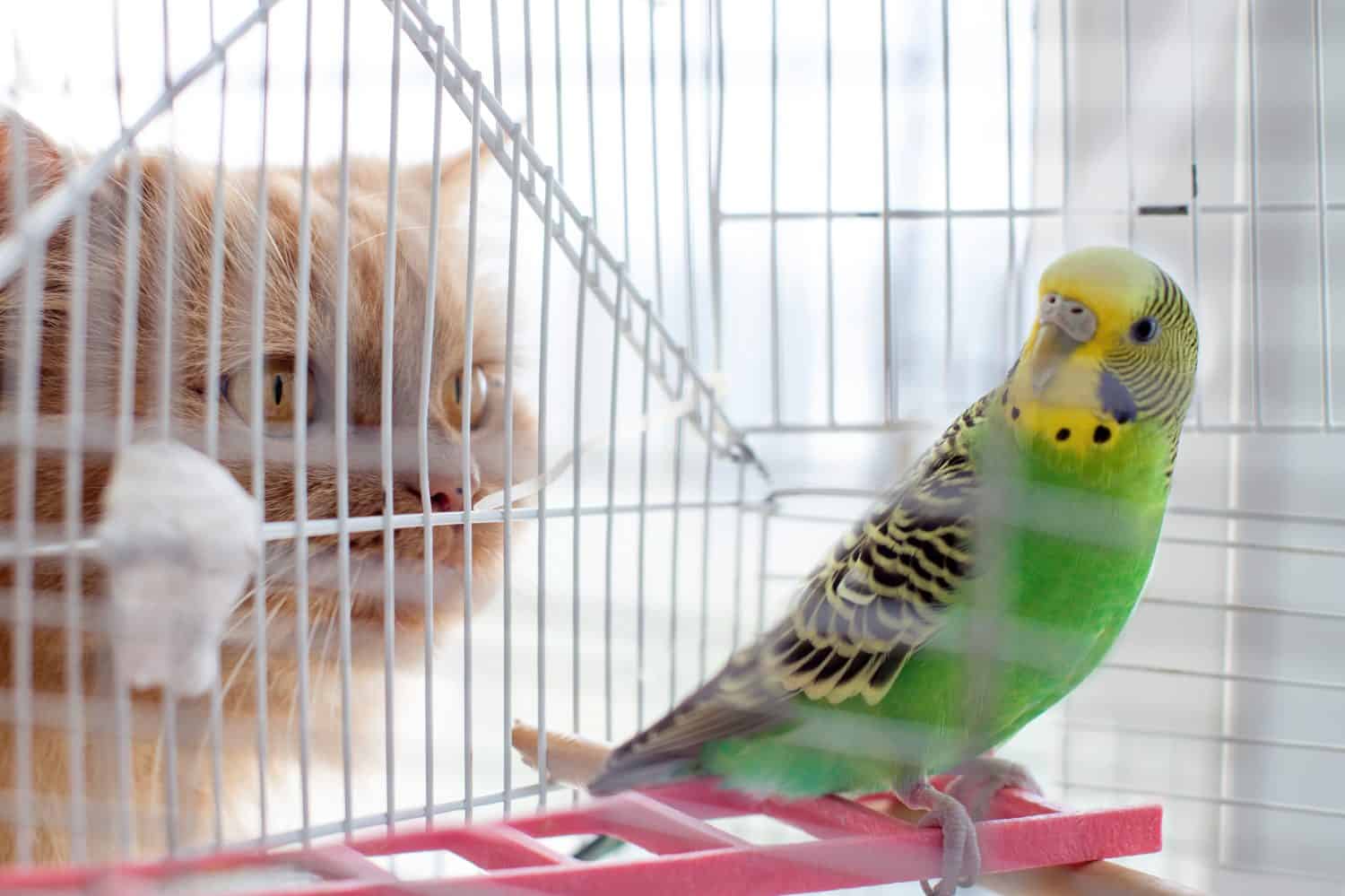 the cat looks at the parrot