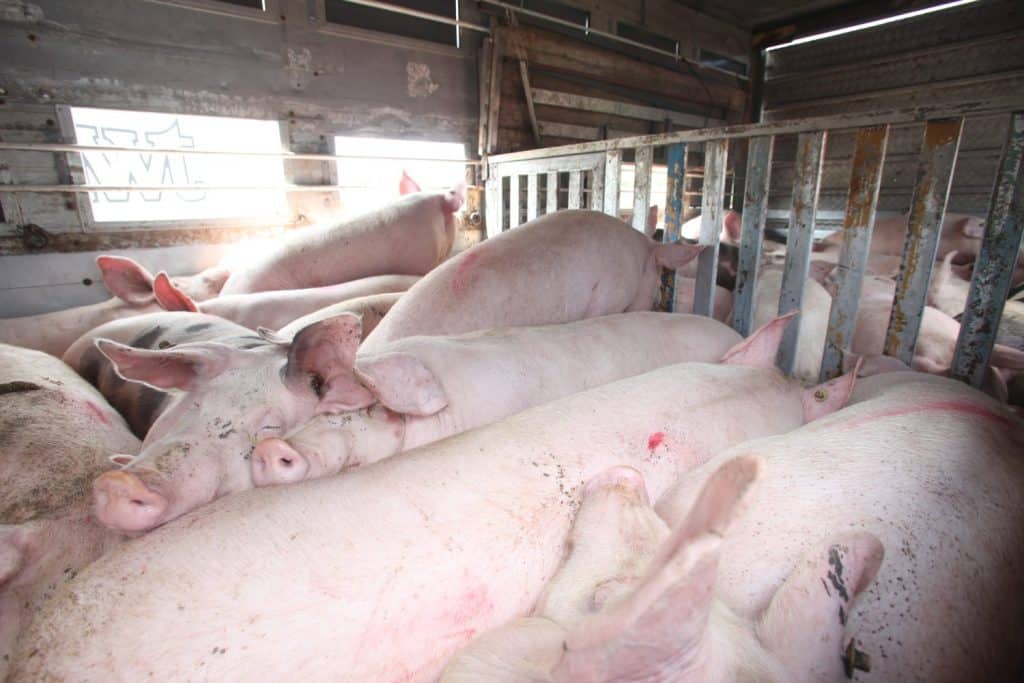 Transport of pigs for the slaughter house in Croatia.