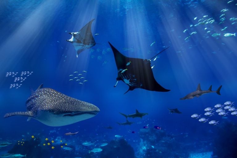 Whale shark and manta rays swimming around coral reef with schooling of small fish