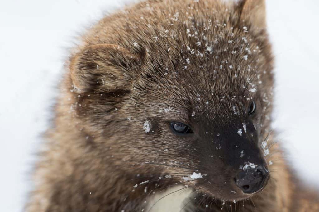 The fisher (Pekania pennanti) in winter