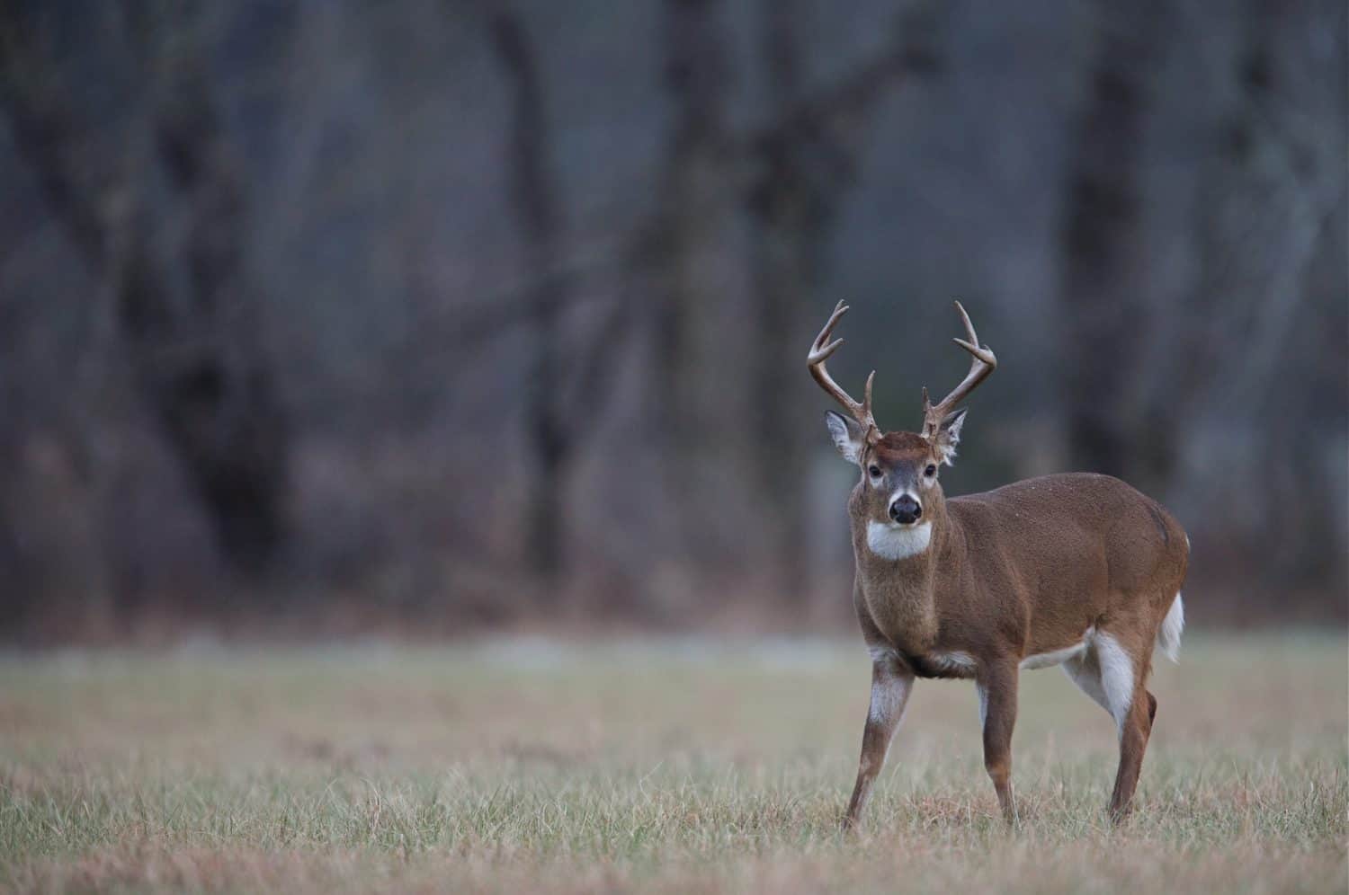 Rutting Whitetail Buck in hayfield, Cades Cove, Tennessee