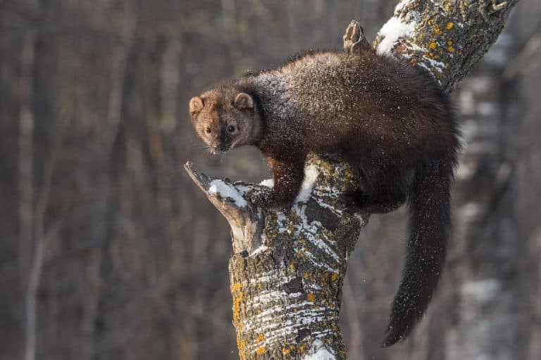 Fisher (Martes pennanti) Balances on Tree Trunk - captive animal