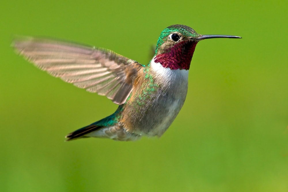 Broad-tailed hummingbird male