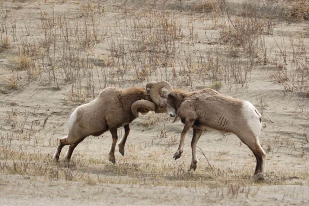 Two big horn sheep fighting.
