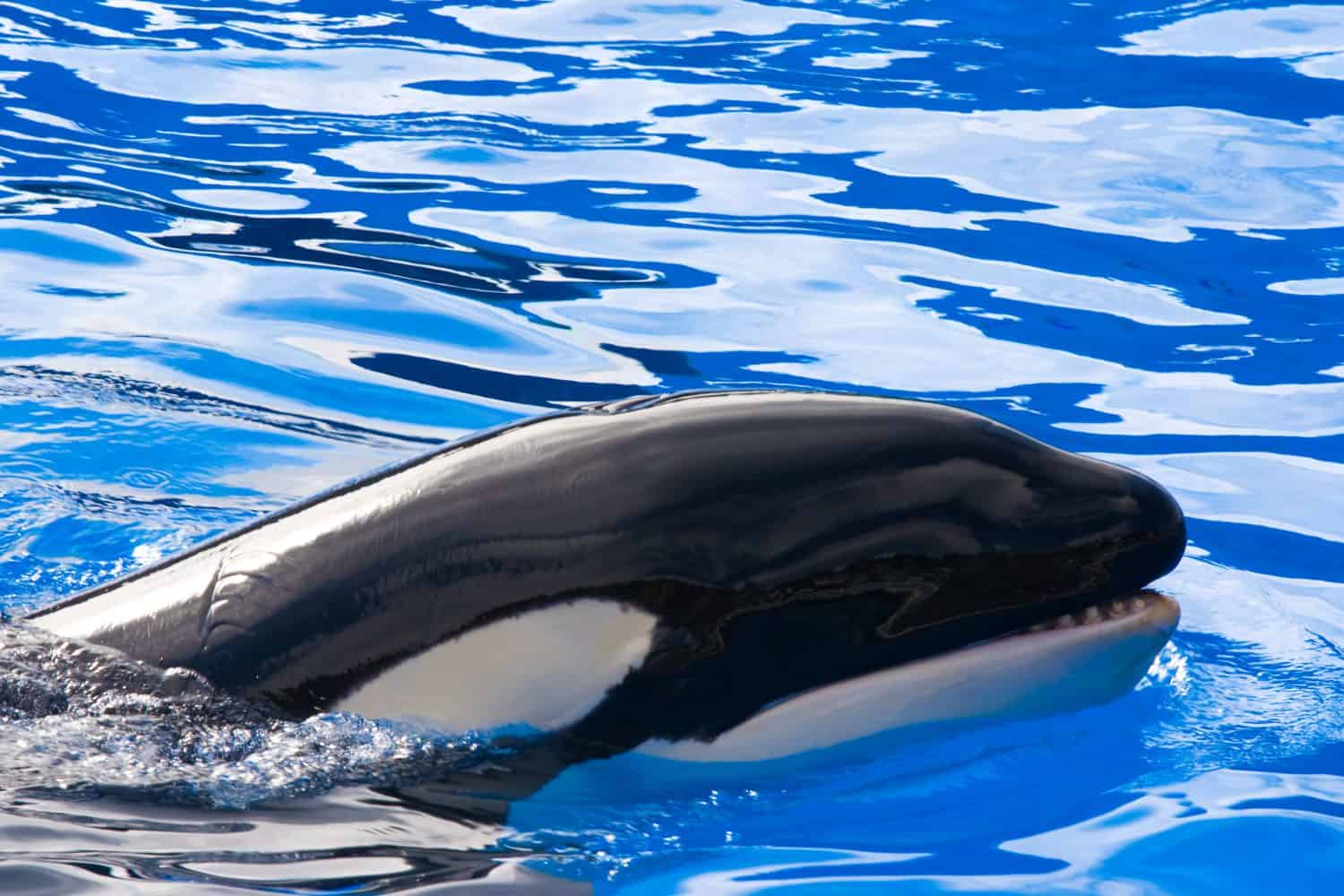 Killer whale
