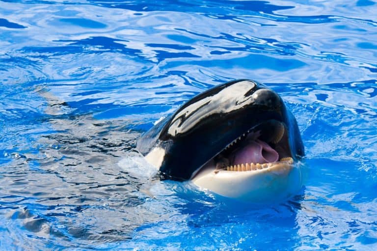 Killer Whale teasing