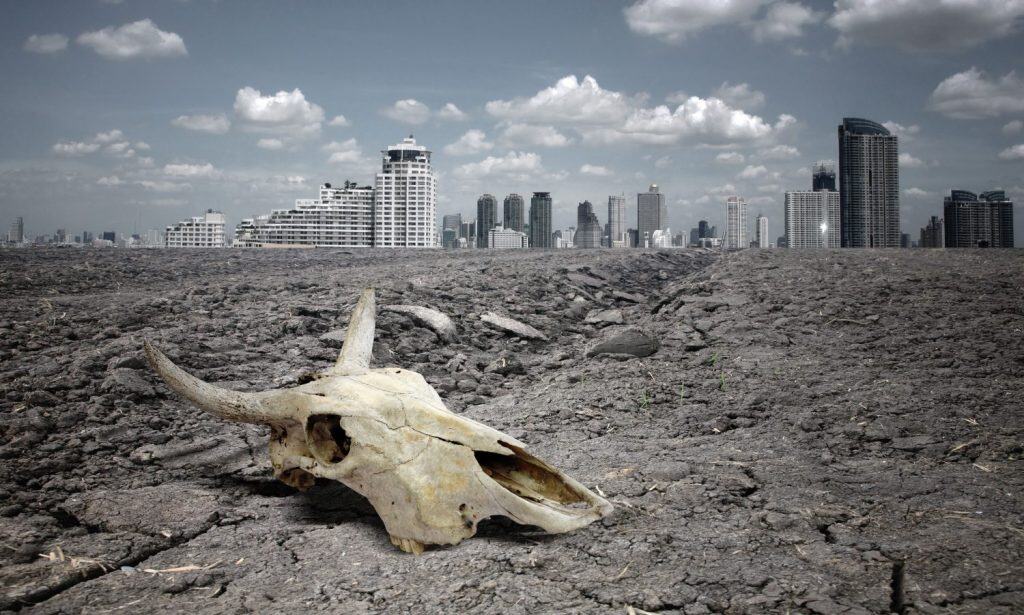 skull animal on dry land.