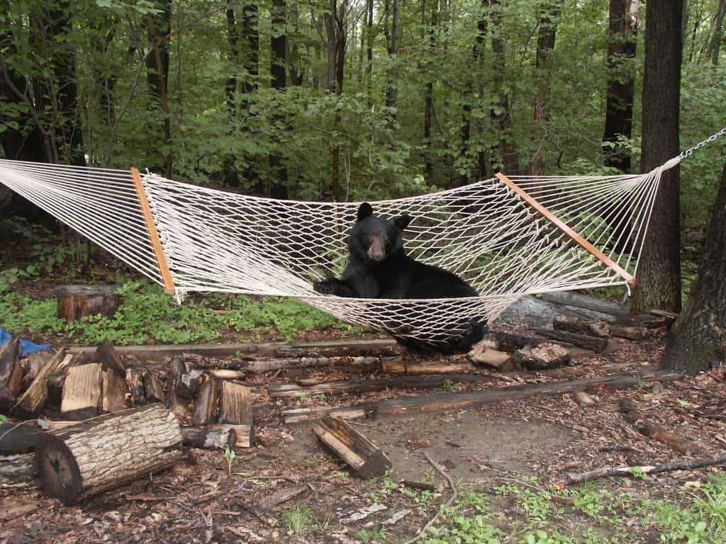 Wild black bear laying and relaxing in a hammock