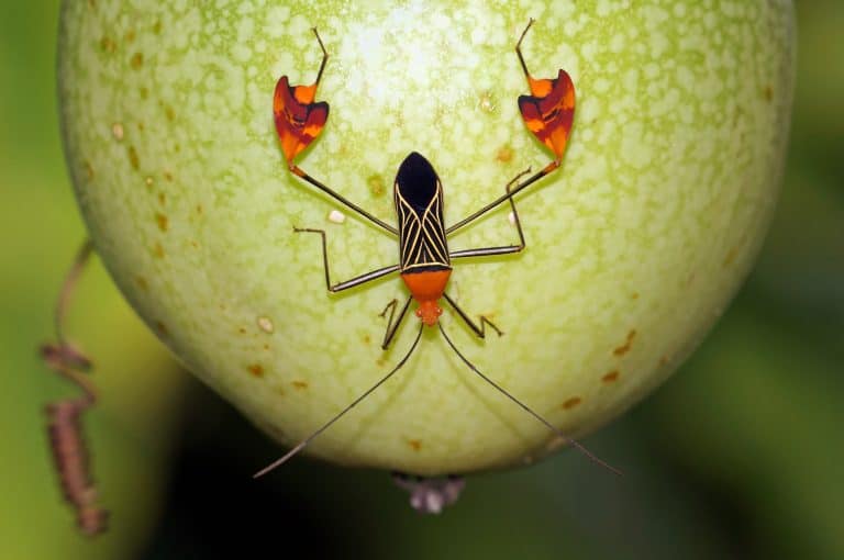 Brazilian Treehopper Animal Facts - Bocydium globulare - A-Z Animals