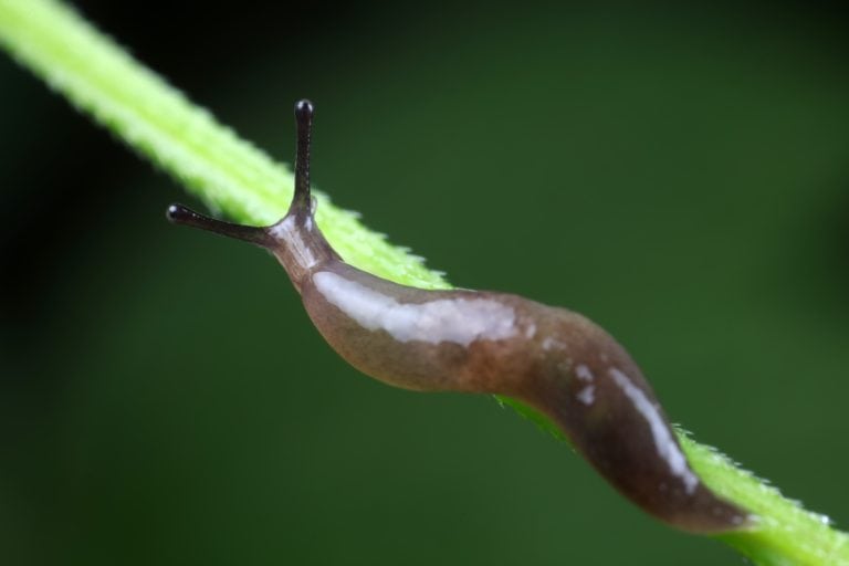 Slugs live on wild plants, North China