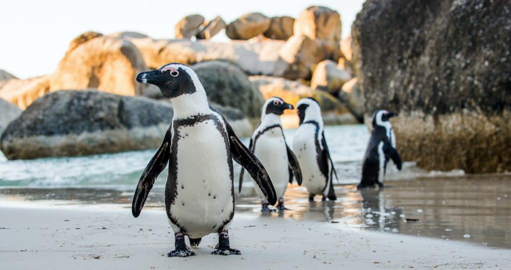 African penguin  on the sandy beach. African penguin ( Spheniscus demersus) also known as the jackass penguin and black-footed penguin. Boulders colony. Cape Town. South Africa