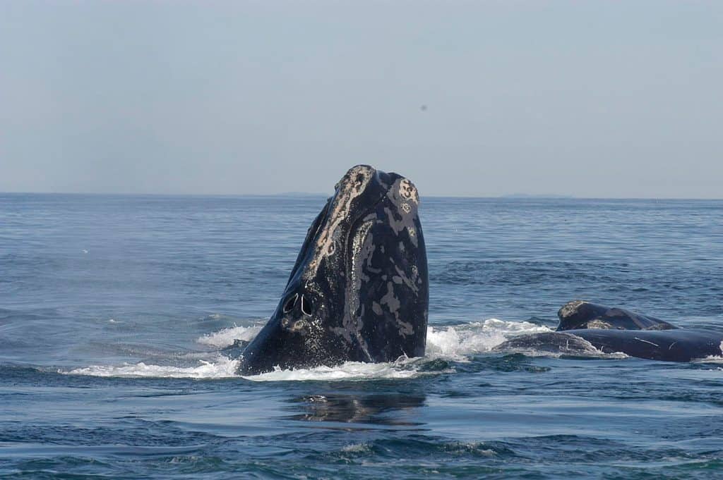 North Atlantic right whale breaching