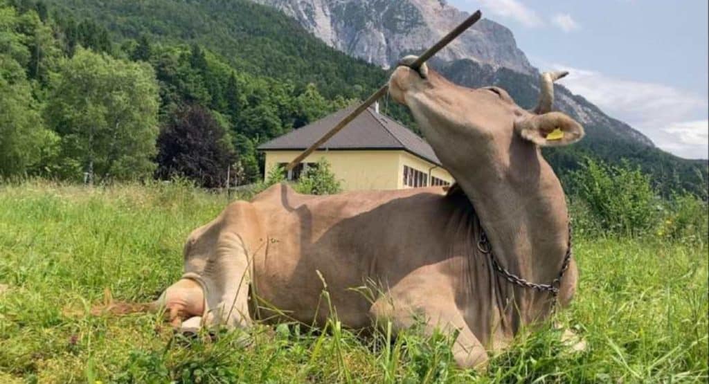 Veronika, the tool-wielding cow